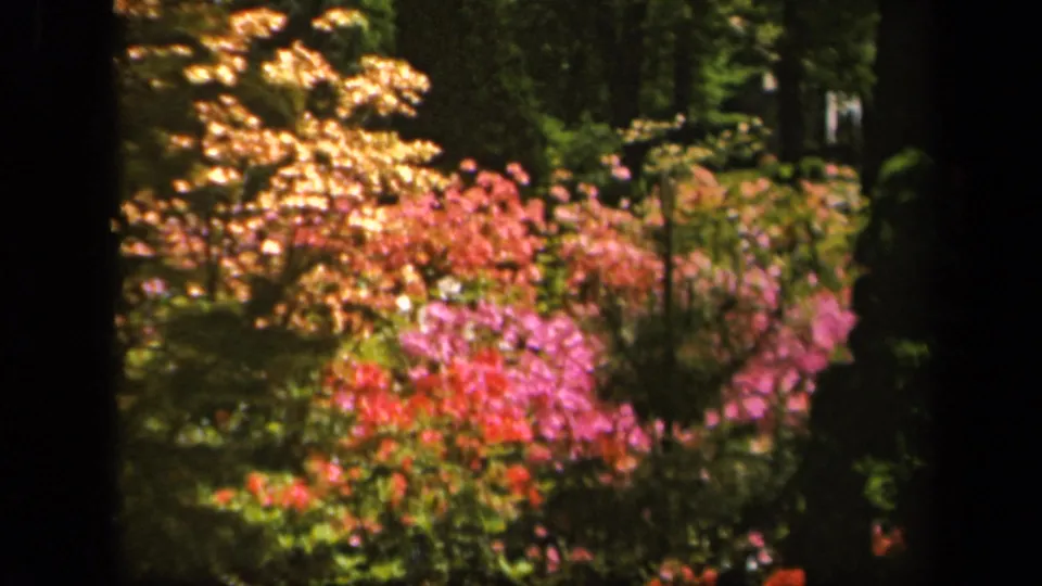 Soft 8mm frame from a 1943 Baltimore garden, with yellow foliage and pink flowering shrubs in shade and sun.
