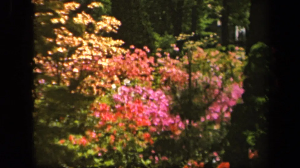 1943 Baltimore 8mm garden view with pink flowering shrubs, yellow leaves, and dense greenery behind dark frame edges.