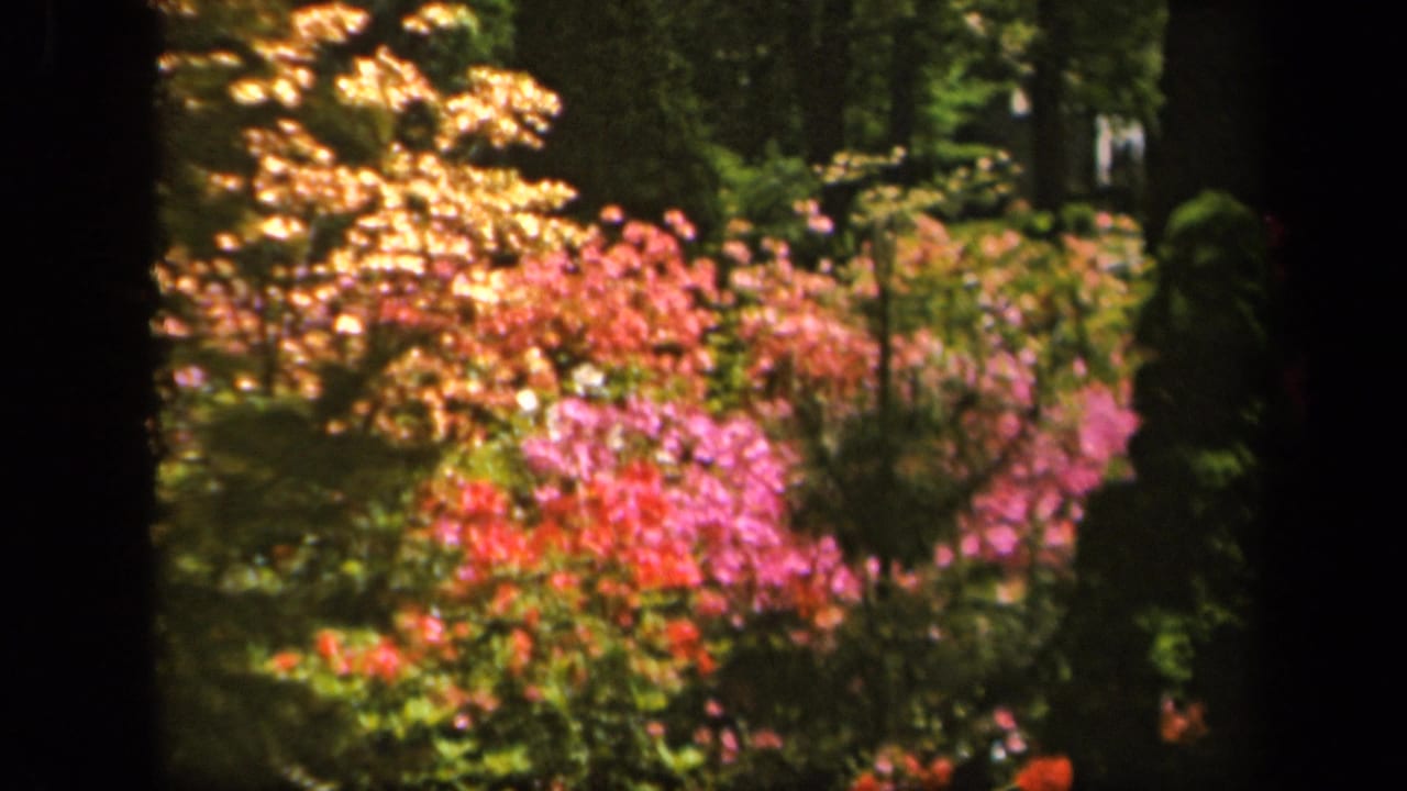 1943 Baltimore 8mm frame showing spring flowering shrubs, dense trees, and a manicured green lawn in bright daylight.