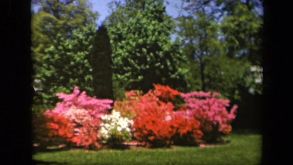 1943 Baltimore garden view with vivid red, pink, and white flowering shrubs below tall green trees.