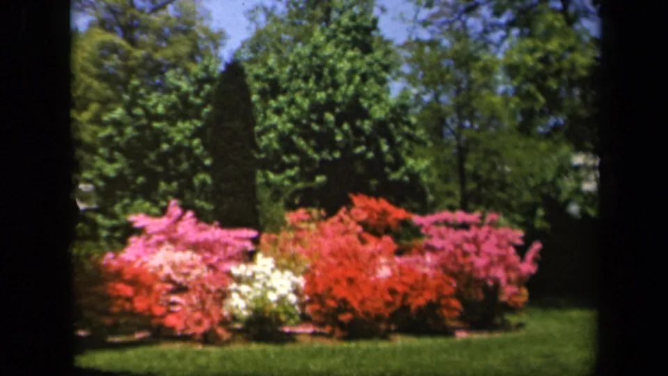 Vintage Baltimore home-movie frame of blooming shrubs in red, pink, and white beside a shaded green lawn.