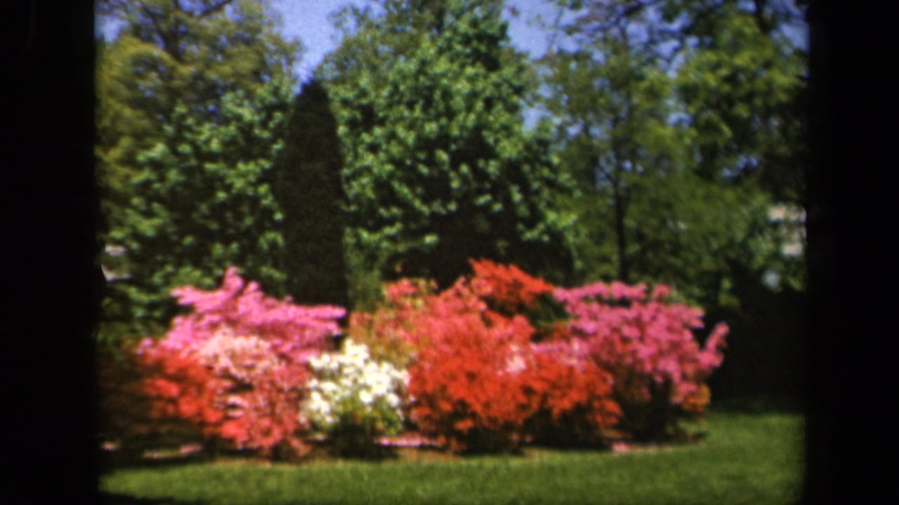1943 Baltimore home-movie frame showing red, pink, and white azaleas bordering a manicured green lawn.
