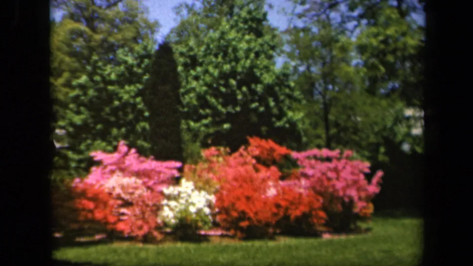 1943 Baltimore home-movie frame showing red, pink, and white azaleas bordering a manicured green lawn.