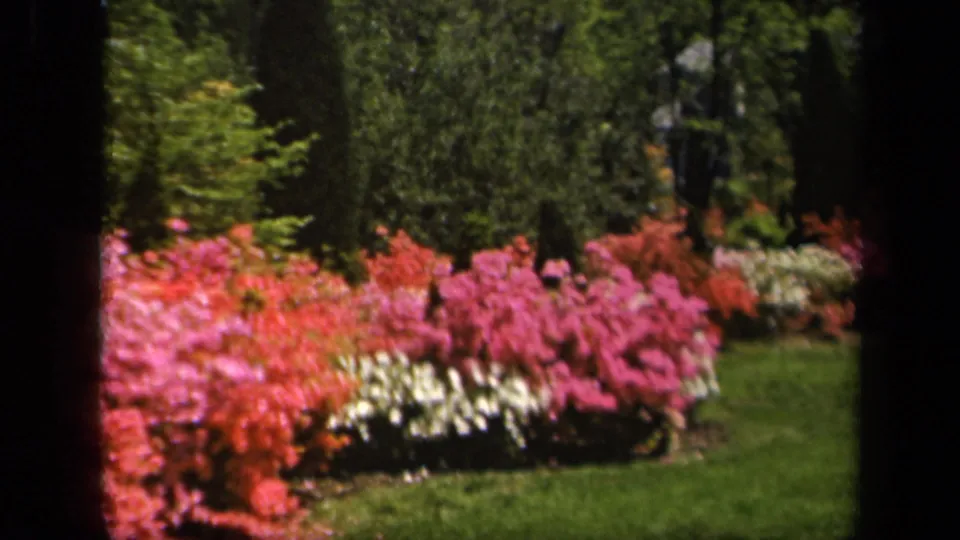 1943 Baltimore garden view with saturated azalea blooms, white flowers, lawn, and mature trees in soft 8mm focus.