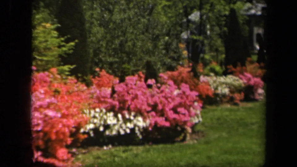 Soft 8mm frame of a Baltimore garden in 1943, with red and pink azaleas, white blossoms, lawn, and trees.