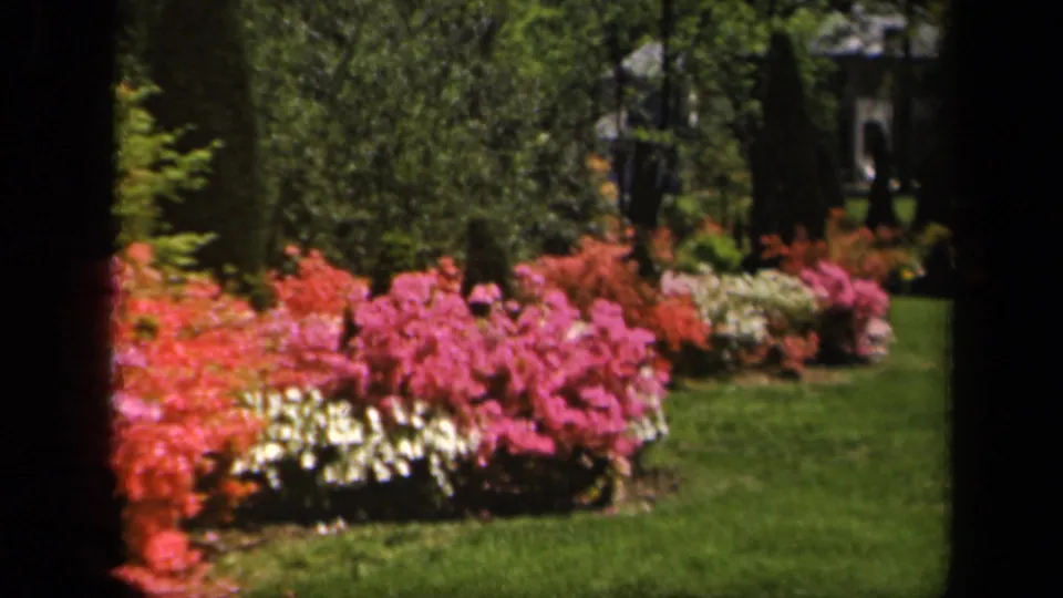 1943 Baltimore 8mm garden frame with flowering azaleas, white blooms, trimmed grass, and shaded trees.