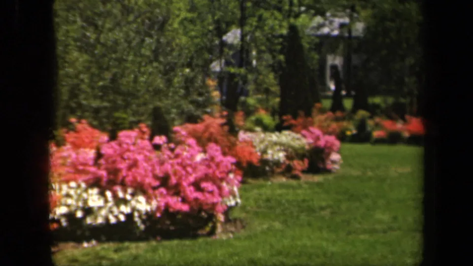 1943 Baltimore garden view with pink and white azaleas, red flowering shrubs, lawn, trees, and a distant background structure.