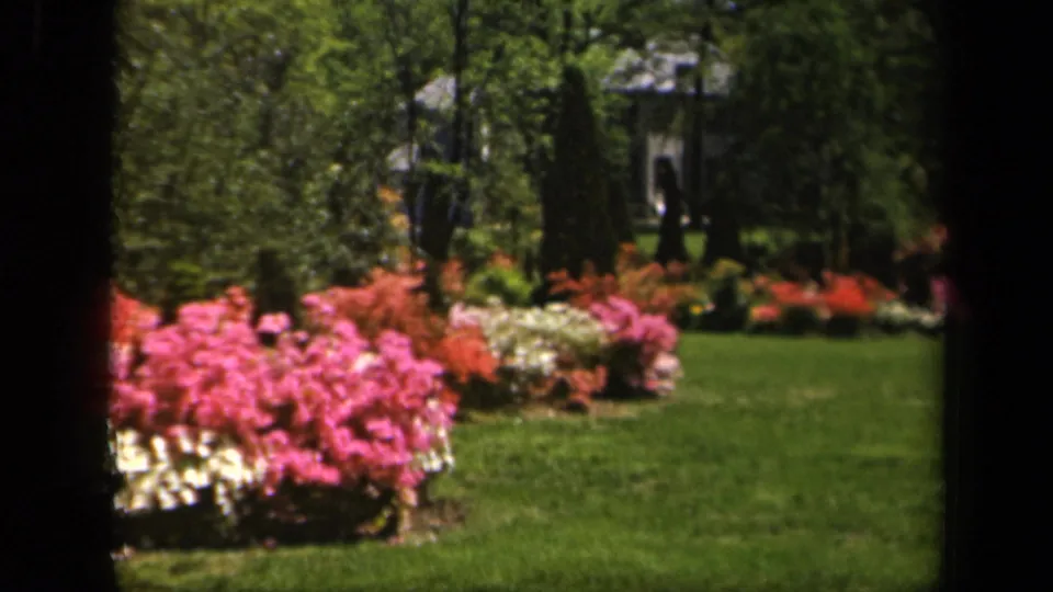 Soft 8mm frame from 1943 Baltimore showing a lawn bordered by vivid azalea beds and shaded trees beyond.