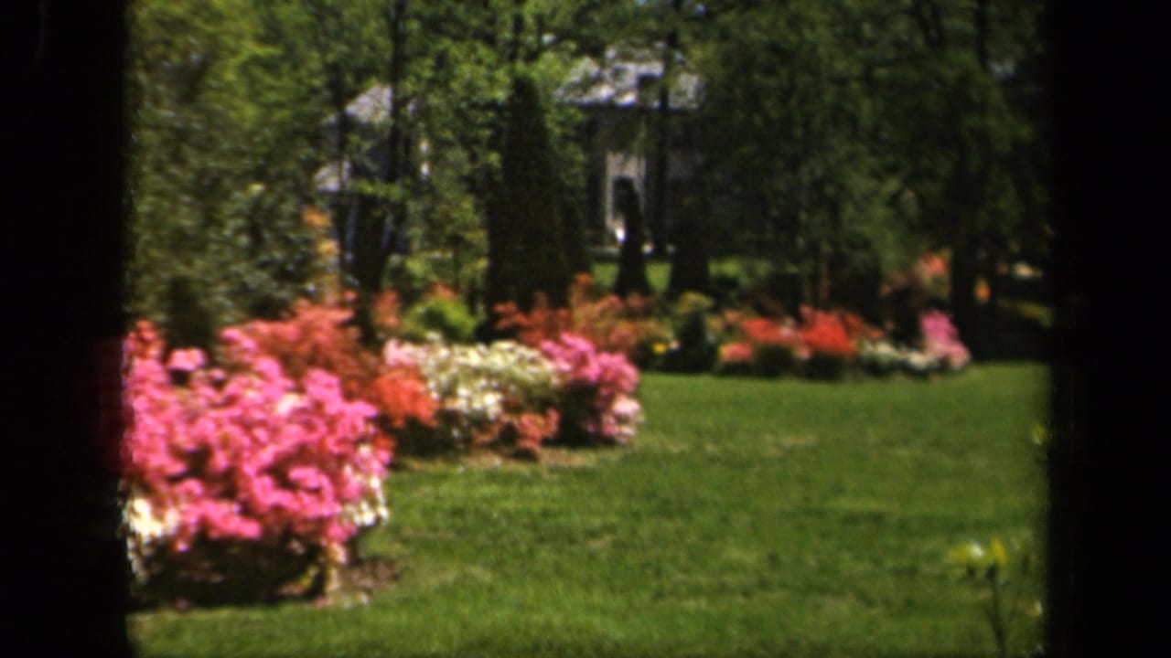 Sunny green lawn with pink, red, and white flowering shrubs seen through dark vertical borders.