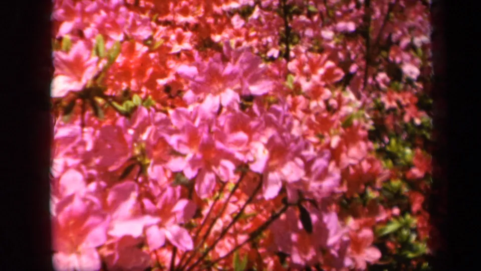 Close 1943 Baltimore garden detail of pink flowering branches, with petals and leaves filling most of the soft 8mm frame.