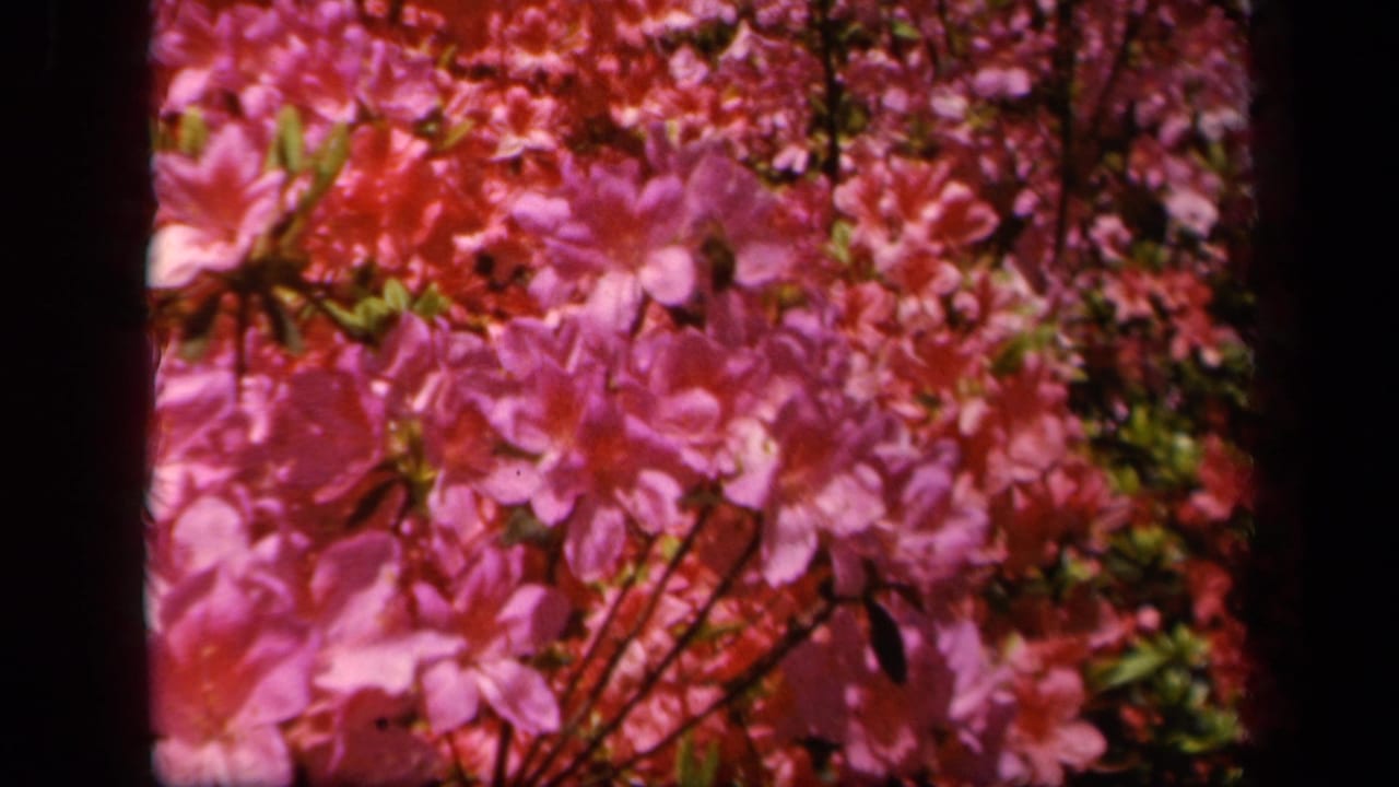 Close-up of pink azalea flowers in 1943 Baltimore 8mm home-movie footage, with green foliage and dark frame edges visible.