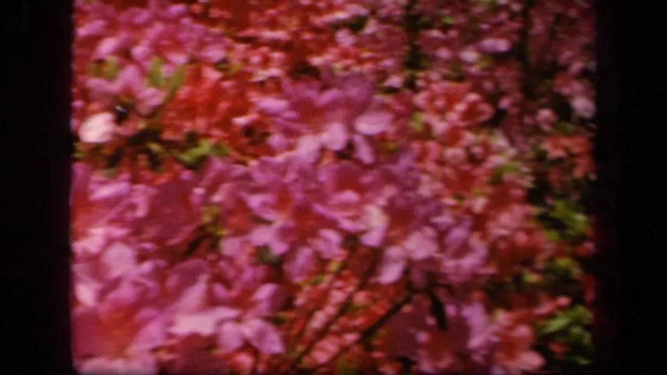 A soft 8mm close-up shows pink azalea blossoms and green leaves, with the Baltimore 1943 context supplied by metadata.