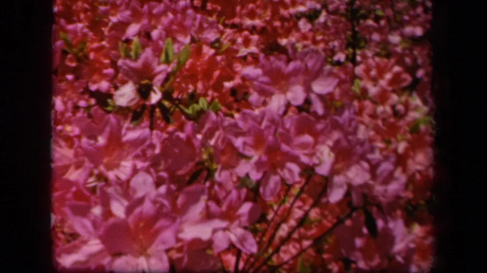 Pink azalea blossoms and foliage fill the frame, with a small bee-like insect visible among the petals in the 1943 Baltimore clip.