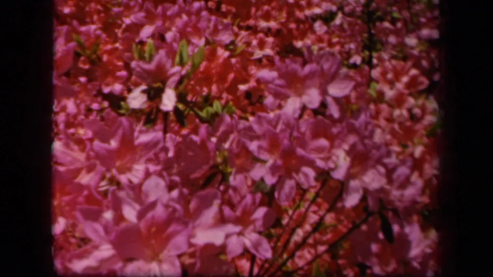 Close 8mm view of pink azalea blossoms, stems, and green foliage from the supplied 1943 Baltimore home-movie clip.