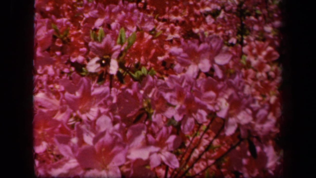 Pink and red blossoms fill the frame with a small bee among the flowers.