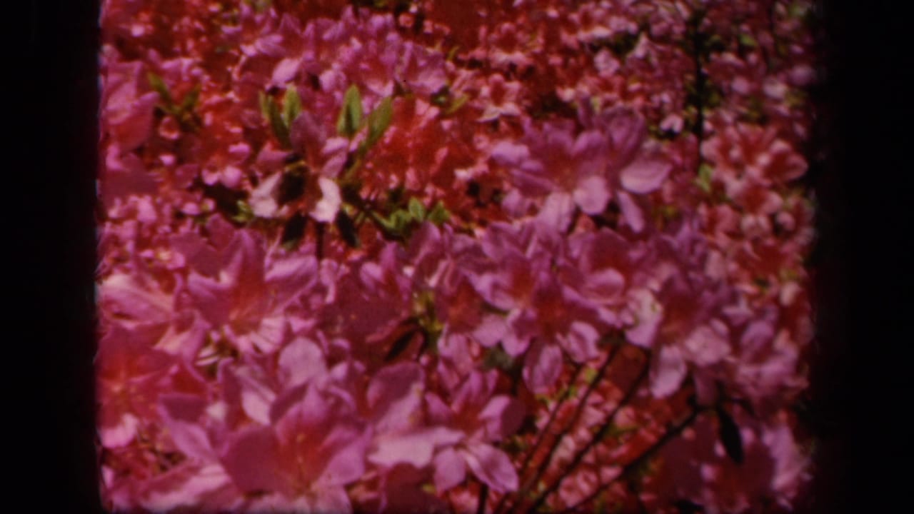 Close 8mm view of pink flowering plants in Baltimore, with a small bee visible near the clustered blossoms.