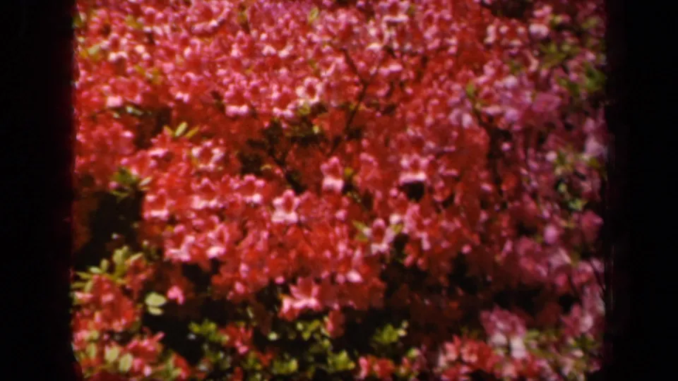 1943 8mm frame of dense red and pink flowering plants, with leaves and shadowed branches filling the view.