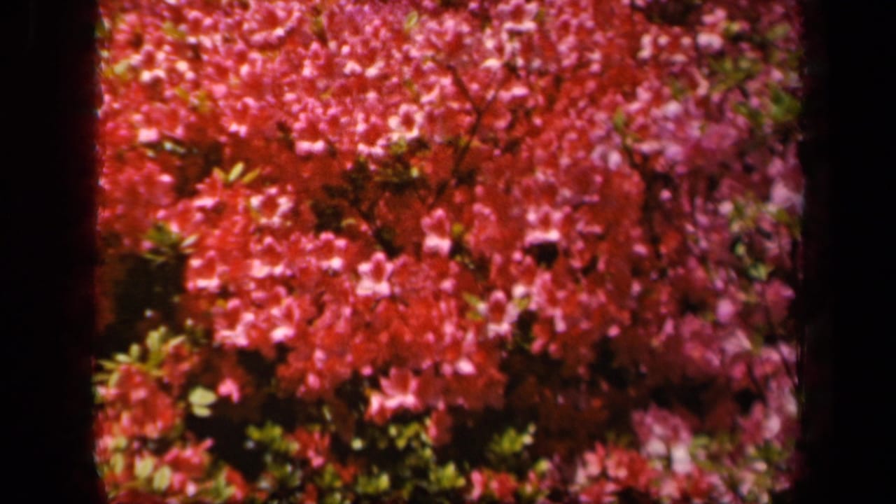 Close view of dense pink azalea blossoms with dark shrubbery behind them.