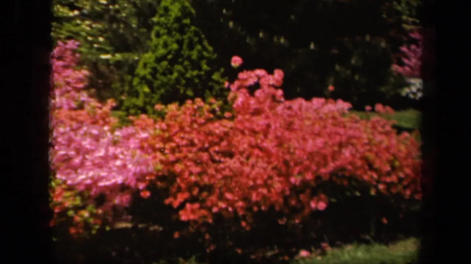 1943 Baltimore garden view with pink and red azalea shrubs, clipped lawn, and dark evergreen trees in the background.