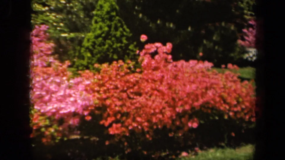 1943 Baltimore home-movie frame showing a wider sweep of azalea bushes in bloom beside a green lawn and evergreen planting.