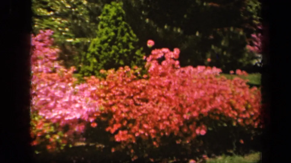 1943 Baltimore garden frame with red and pink azaleas in full bloom, backed by evergreens and a small patch of grass.