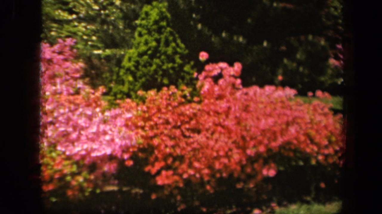 1943 Baltimore home-movie frame showing pink and red shrubs in a shaded garden with trees and visible 8mm borders.