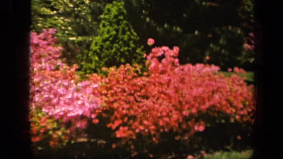 1943 Baltimore home-movie frame showing pink and red shrubs in a shaded garden with trees and visible 8mm borders.