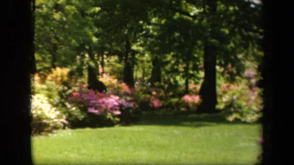 1943 Baltimore garden view with bright lawn, pink and pale flowering shrubs, and tall trees in soft 8mm color.