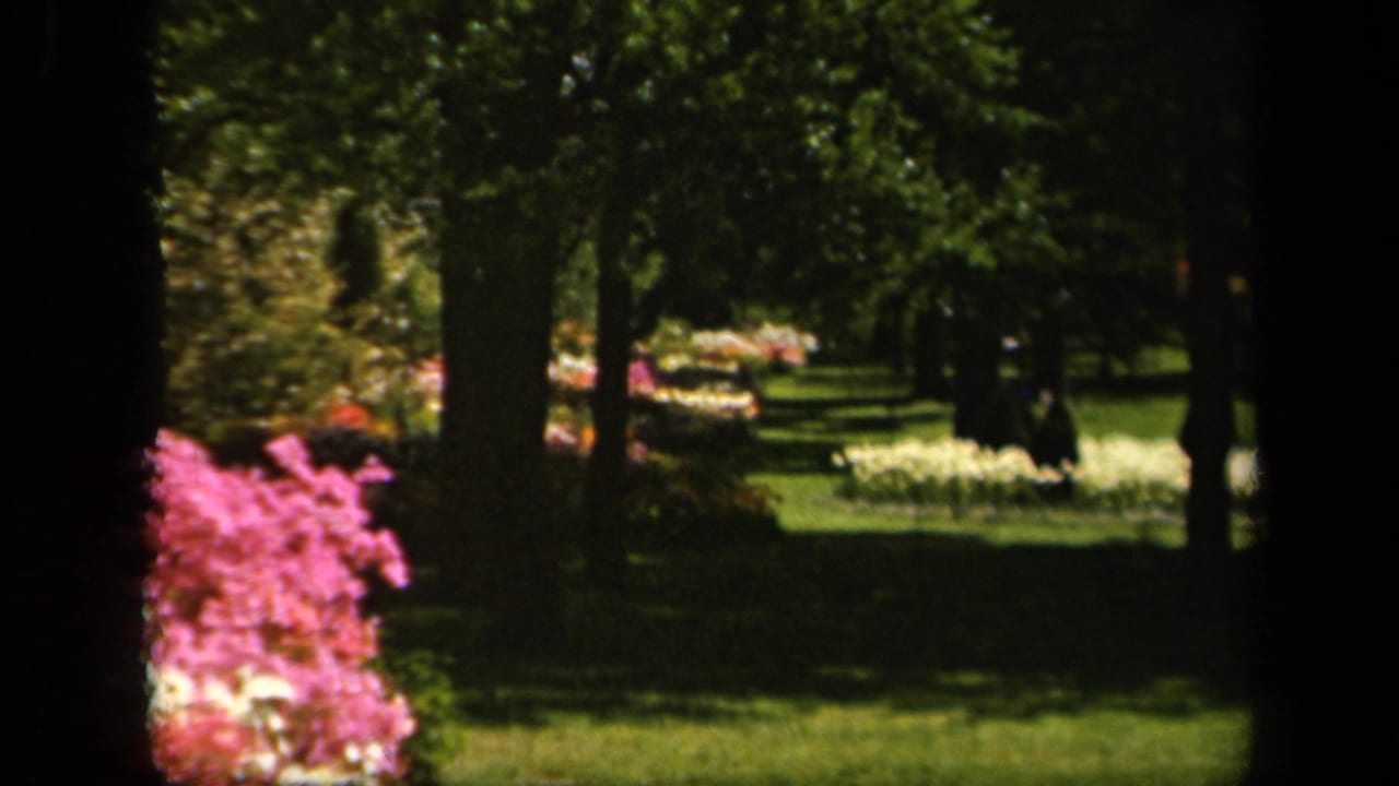 1943 Baltimore home-movie view of a shaded park lawn with tree trunks, flowerbeds, and bright pink blossoms near the camera.