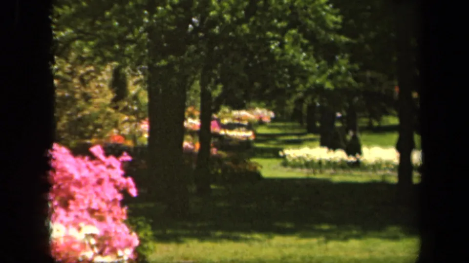 1943 Baltimore park scene with dark tree trunks framing a sunlit lawn, pink blossoms, and pale flowerbeds in the distance.