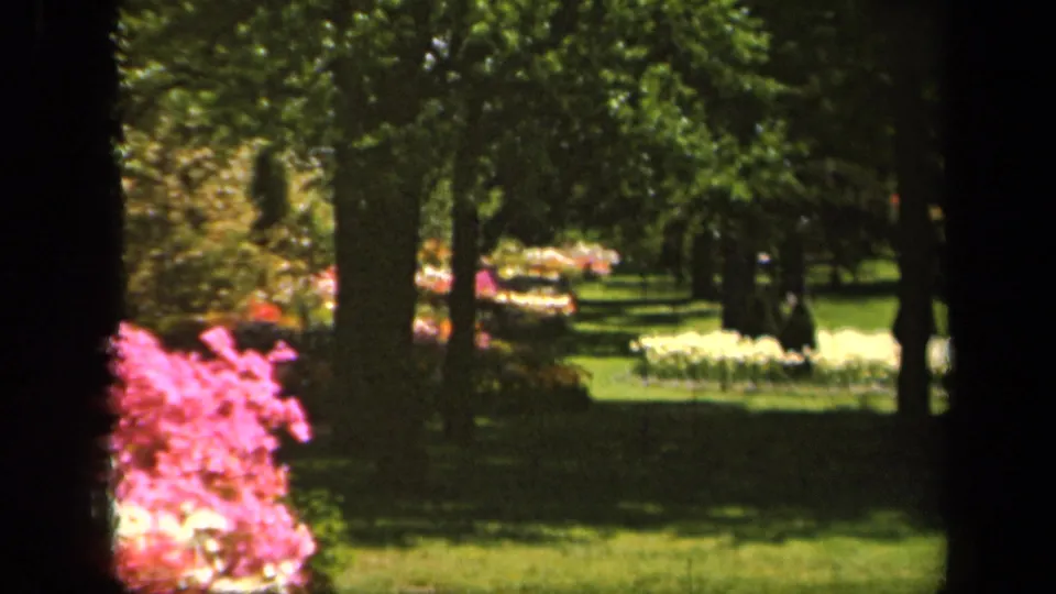 Soft 8mm view of a Baltimore park in 1943, showing pink flowering shrubs, shaded trees, grass, and distant pale blooms.