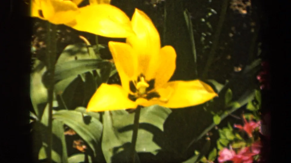 Close 1943 home-movie shot of a yellow tulip against broad green leaves and surrounding garden plants in Baltimore.