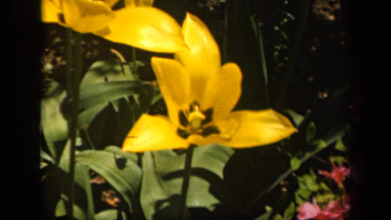 Yellow tulip and green foliage in a sunlit Baltimore garden, from supplied 1943 8mm home-movie metadata.