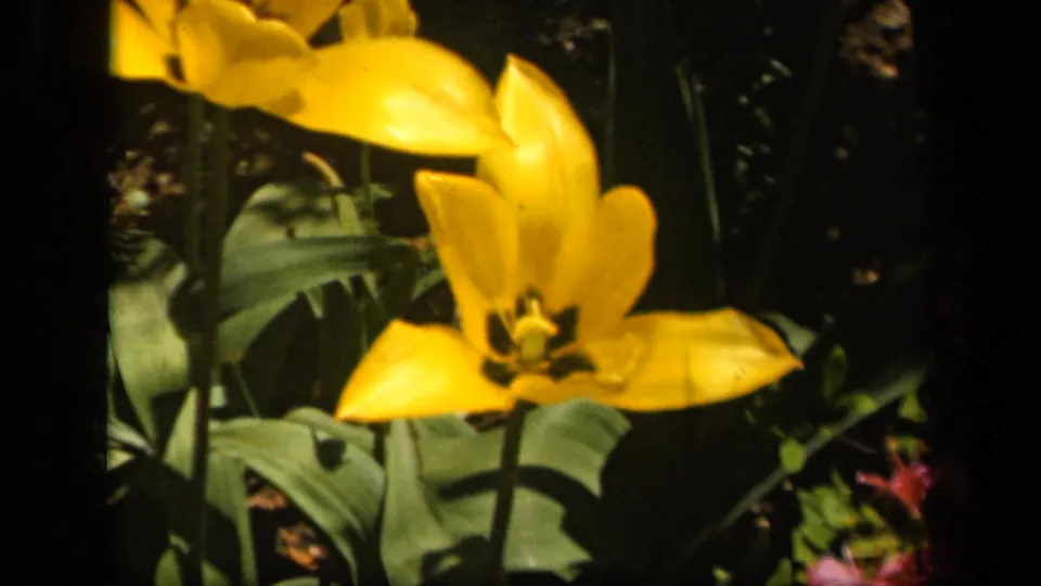 Close yellow tulip in a Baltimore garden, with broad leaves and saturated 8mm color from the supplied 1943 metadata.