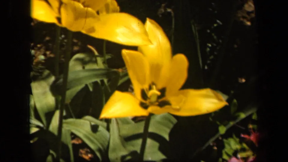 Yellow tulip seen close in soft-focus 8mm footage, identified by metadata as 1943 Baltimore garden footage.