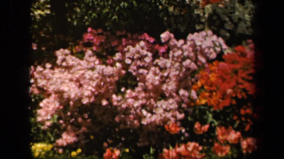 Pink and red garden blooms appear in the final 8mm frame, from supplied 1943 Baltimore home-movie metadata.