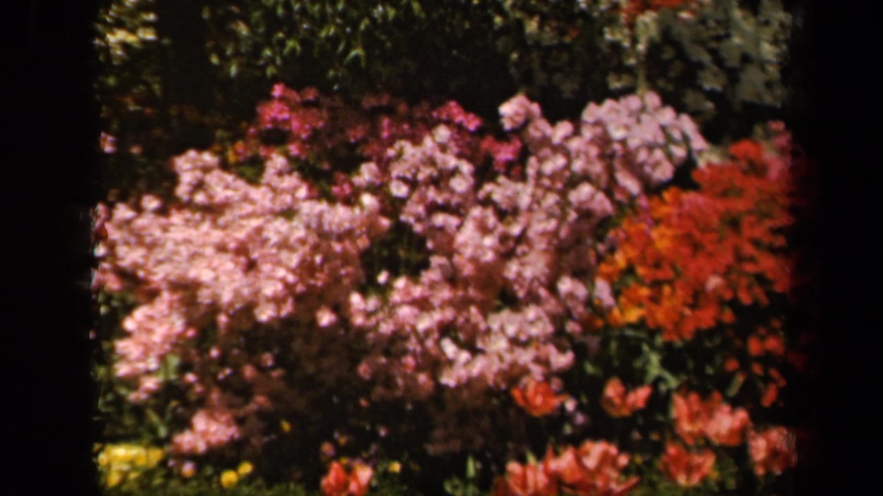 1943 Baltimore 8mm home-movie frame showing clusters of pink, red, and pale blossoms in a garden.