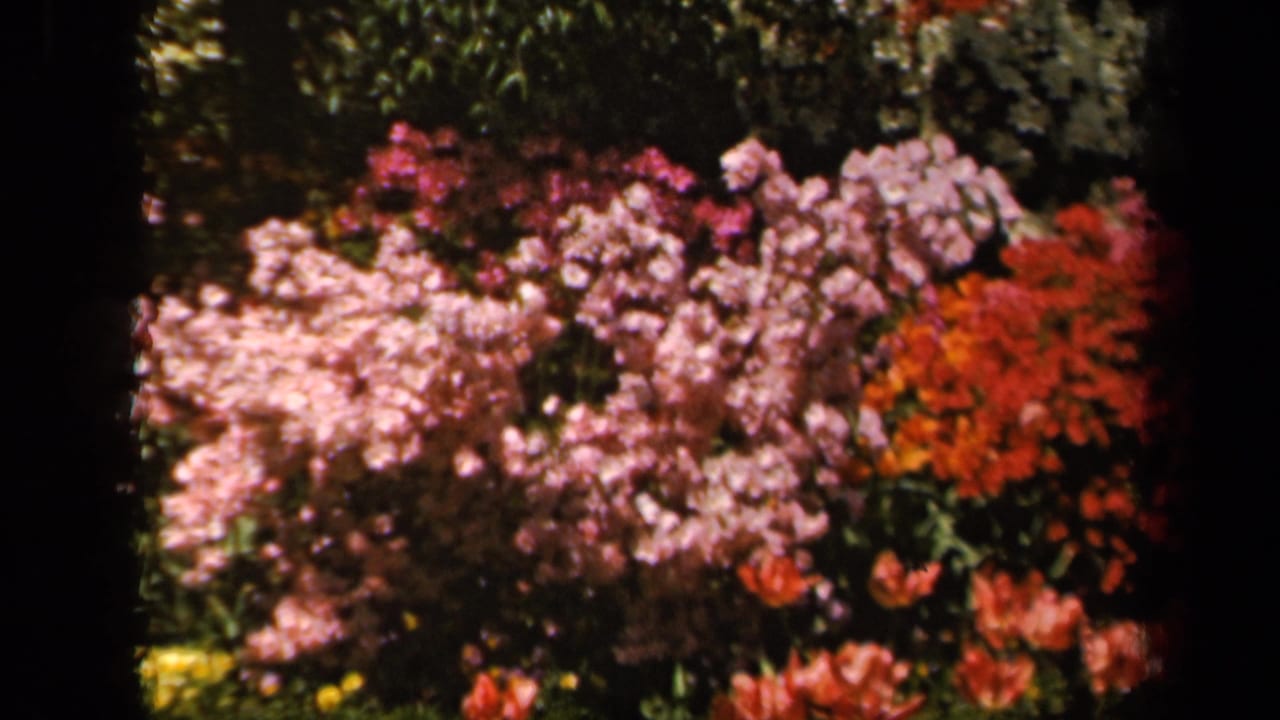 Colorful flower bed with pink, red, and pale blossoms.