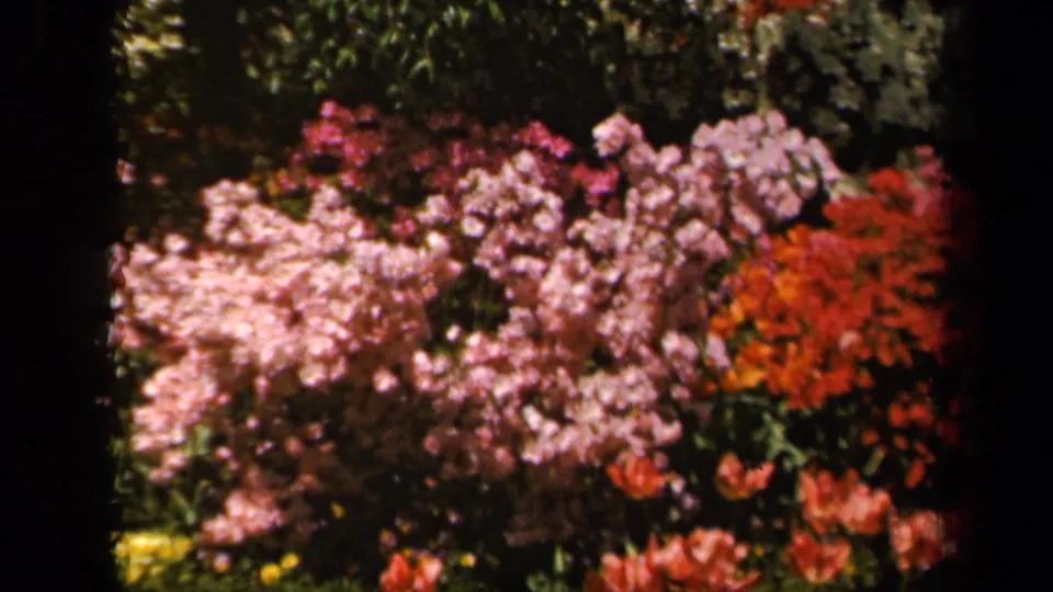A soft-focus 1943 Baltimore garden view with layered pink and red blooms against dark green foliage.