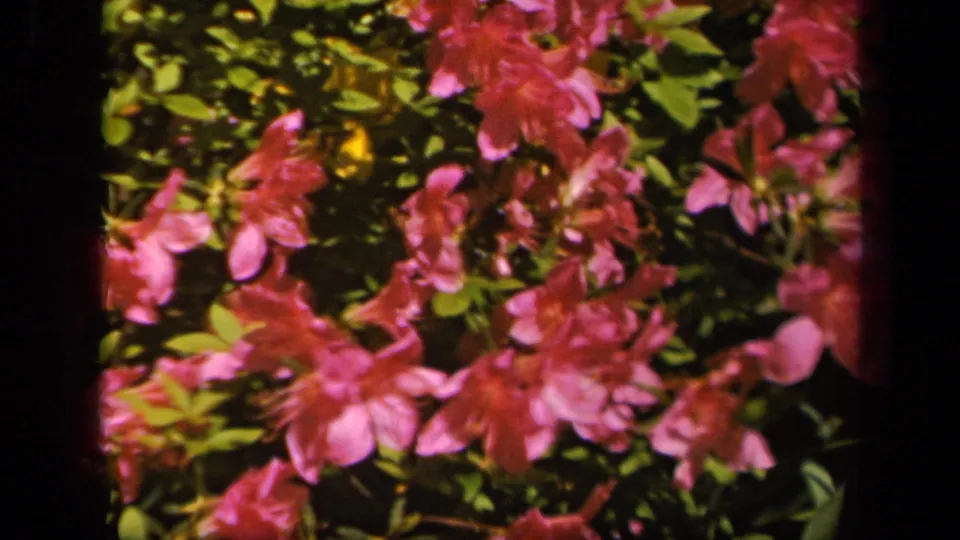 1943 Baltimore home-movie frame showing closer pink blossoms and leafy greenery in a garden bed.