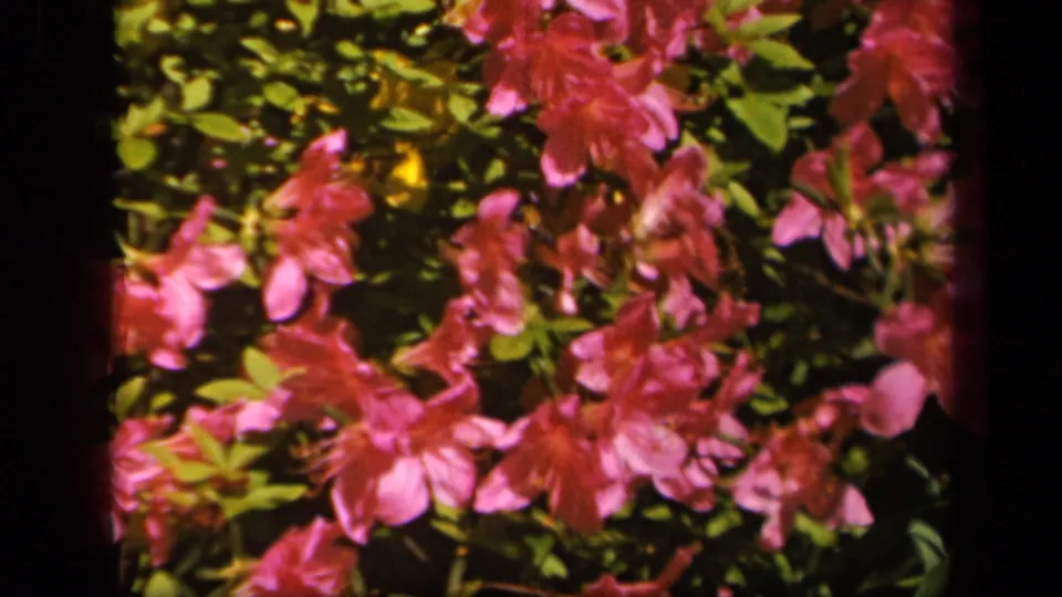 Soft 8mm color frame from 1943 Baltimore showing pink and magenta flowers amid leafy garden growth.
