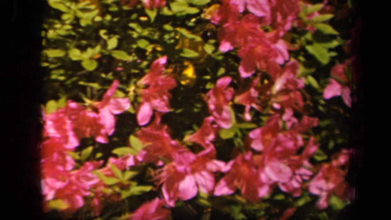 Close view of pink azaleas in bloom, from 1943 8mm home-movie footage identified as Baltimore, Maryland.