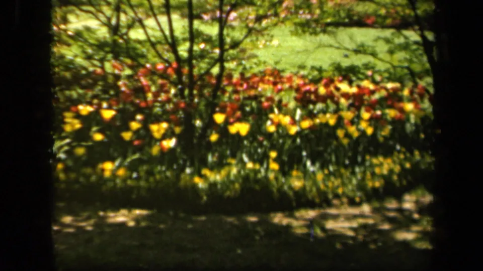A bright garden bed of yellow and red tulips beneath branches in 1943 Baltimore home-movie footage.