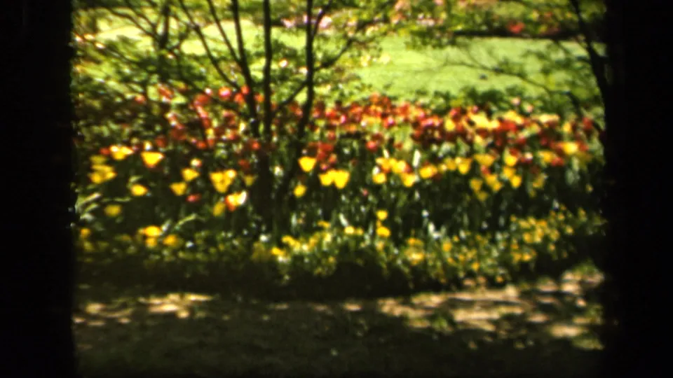 Wider view of a spring flowerbed with tulips and lawn, from 1943 8mm footage identified as Baltimore, Maryland.