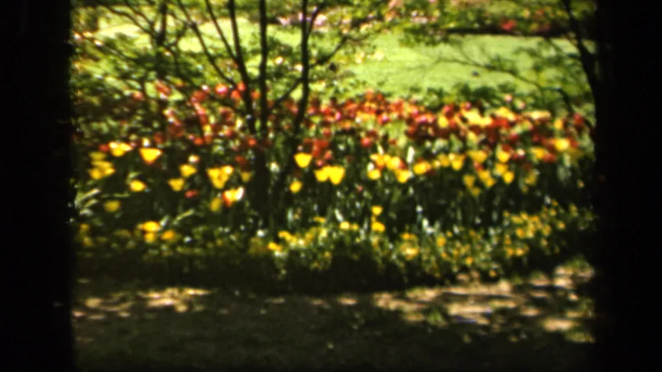 Sunlit tulips and a green lawn appear in a soft 8mm home-movie frame from 1943 Baltimore metadata.