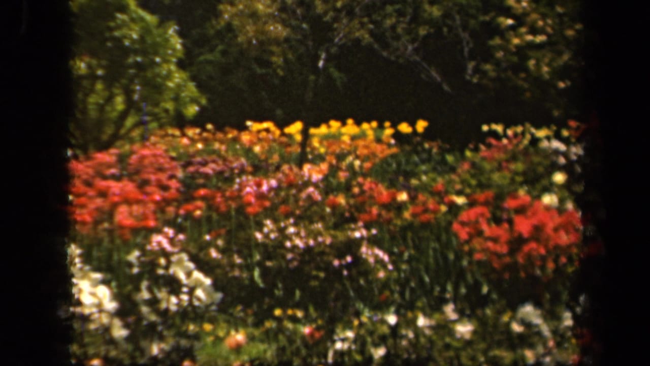 1943 Baltimore 8mm frame showing red, yellow, white, and pink flowers in a sunlit garden with trees behind.