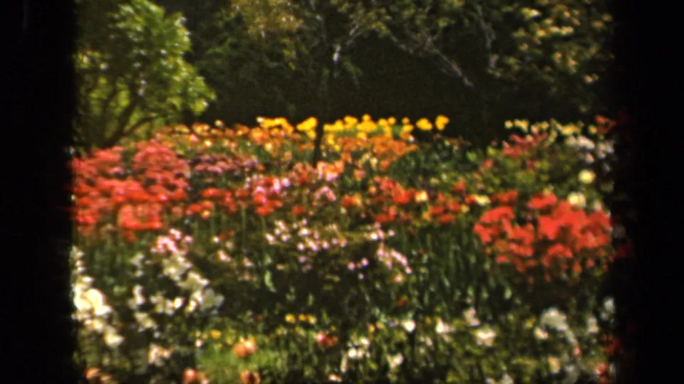 1943 Baltimore garden view with dense colorful blooms, green foliage, and soft-focus trees beyond the flower beds.