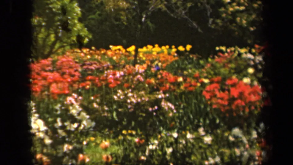 Vintage 8mm frame from Baltimore in 1943 showing colorful garden beds, greenery, and dark small-gauge film borders.