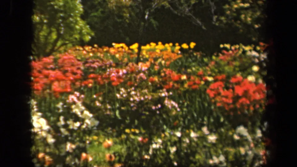 1943 Baltimore 8mm garden frame with red and yellow blooms, scattered pale flowers, green plants, and trees behind.