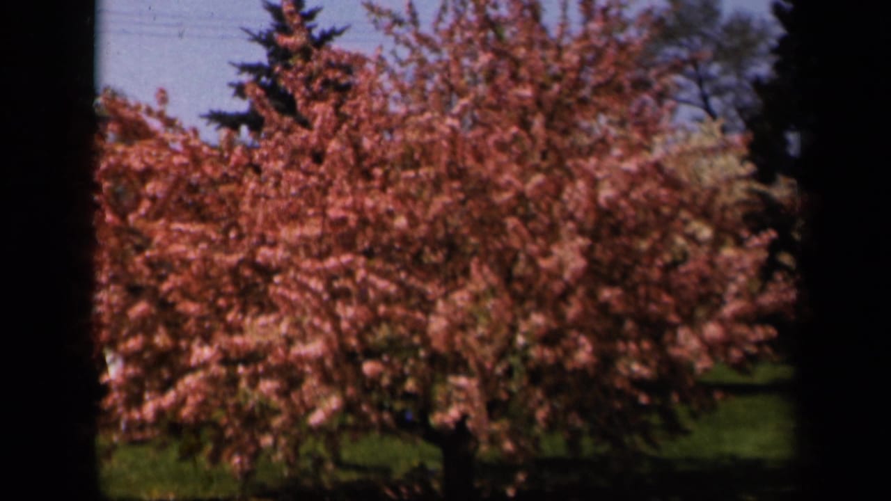 Pink flowering tree swaying beside green lawn under blue sky.